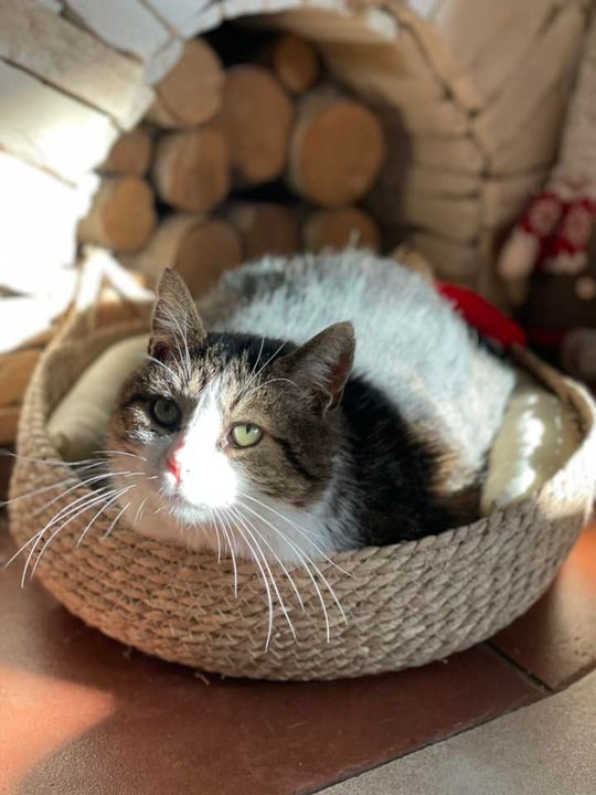 Piękne kociaki naszych Czytelników [GALERIA ZDJĘĆ]