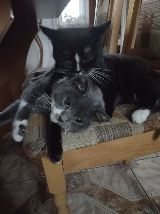 Piękne kociaki naszych Czytelników [GALERIA ZDJĘĆ]