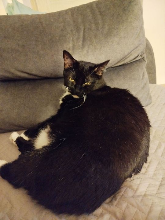 Piękne kociaki naszych Czytelników [GALERIA ZDJĘĆ]