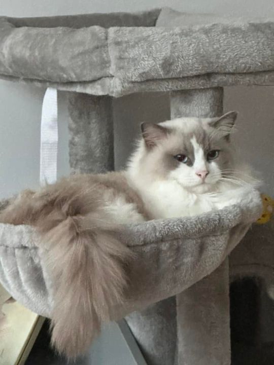 Piękne kociaki naszych Czytelników [GALERIA ZDJĘĆ]