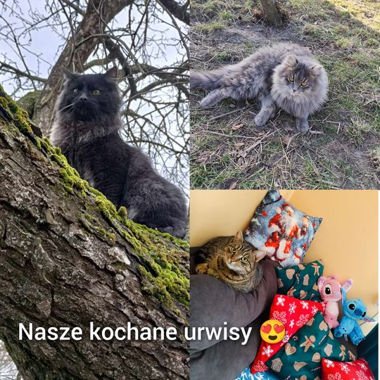 Piękne kociaki naszych Czytelników [GALERIA ZDJĘĆ]