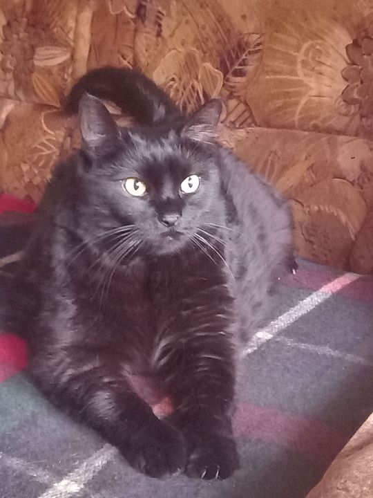 Piękne kociaki naszych Czytelników [GALERIA ZDJĘĆ]