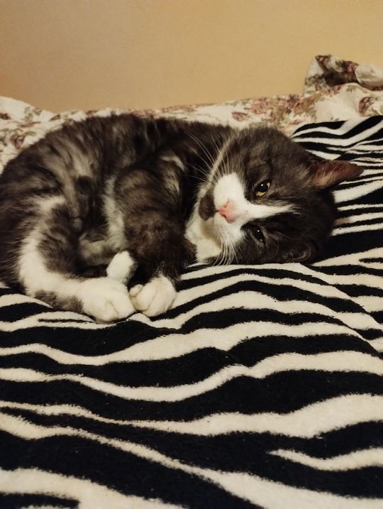 Piękne kociaki naszych Czytelników [GALERIA ZDJĘĆ]