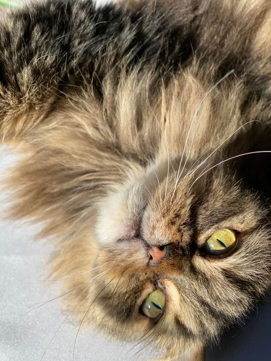 Piękne kociaki naszych Czytelników [GALERIA ZDJĘĆ]