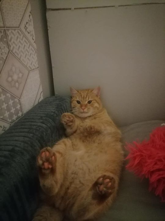 Piękne kociaki naszych Czytelników [GALERIA ZDJĘĆ]