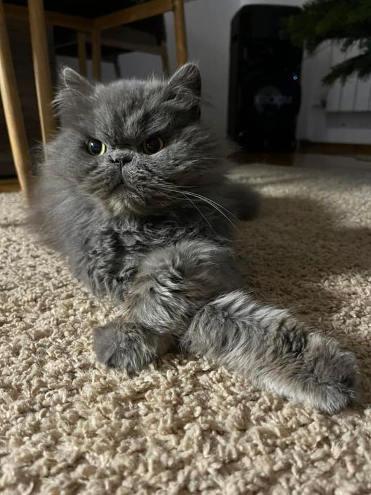 Piękne kociaki naszych Czytelników [GALERIA ZDJĘĆ]