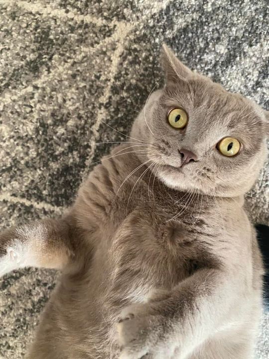 Piękne kociaki naszych Czytelników [GALERIA ZDJĘĆ]