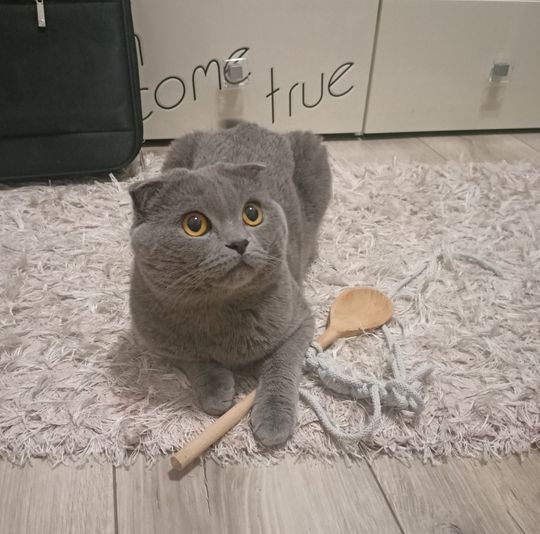 Piękne kociaki naszych Czytelników [GALERIA ZDJĘĆ]