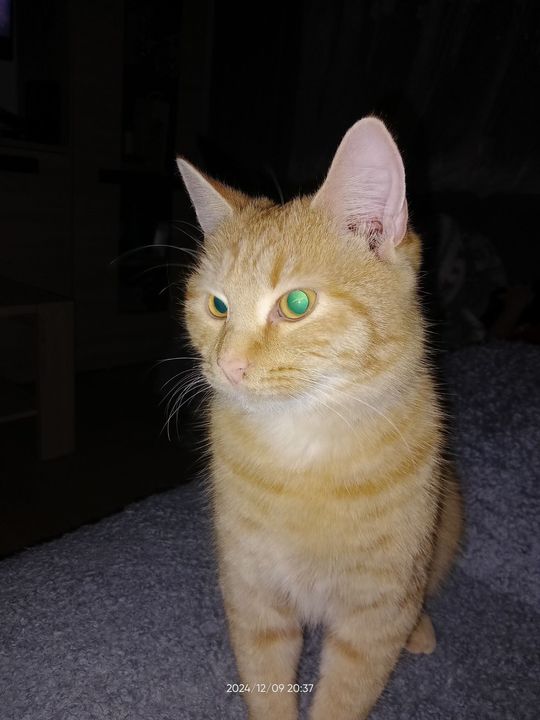 Piękne kociaki naszych Czytelników [GALERIA ZDJĘĆ]