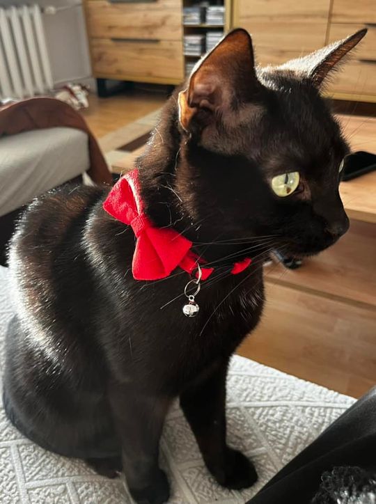 Piękne kociaki naszych Czytelników [GALERIA ZDJĘĆ]