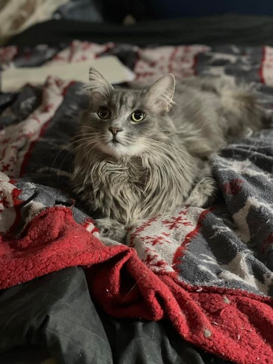 Piękne kociaki naszych Czytelników [GALERIA ZDJĘĆ]