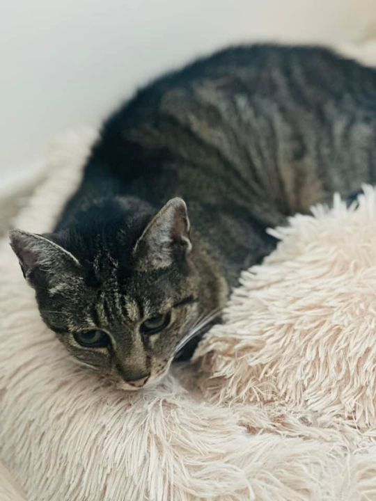 Piękne kociaki naszych Czytelników [GALERIA ZDJĘĆ]