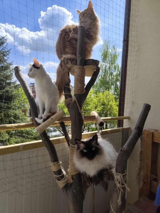 Piękne kociaki naszych Czytelników [GALERIA ZDJĘĆ]