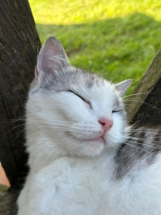 Piękne kociaki naszych Czytelników [GALERIA ZDJĘĆ]