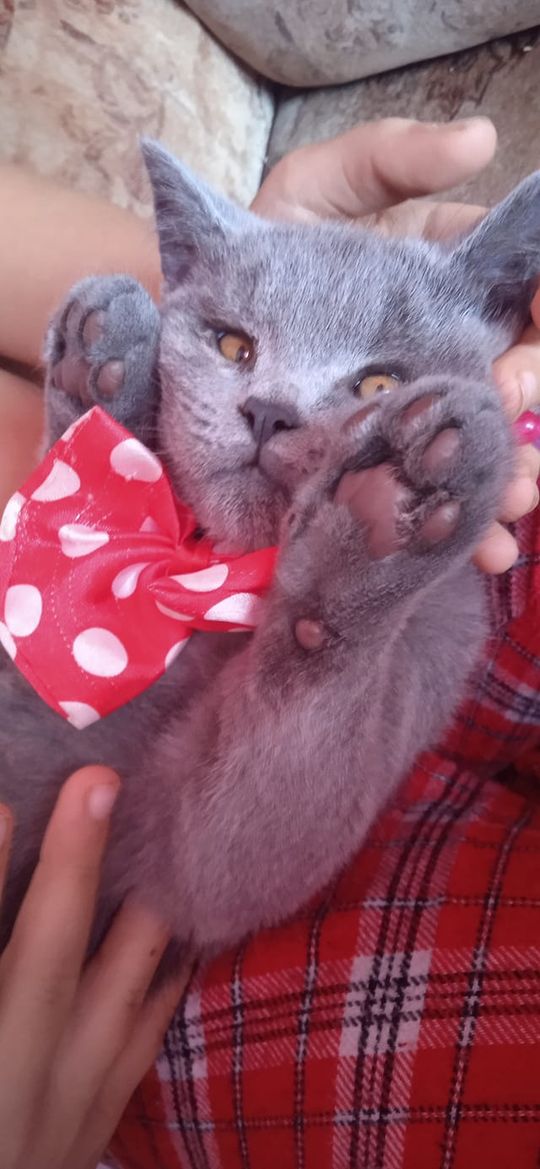 Piękne kociaki naszych Czytelników [GALERIA ZDJĘĆ]