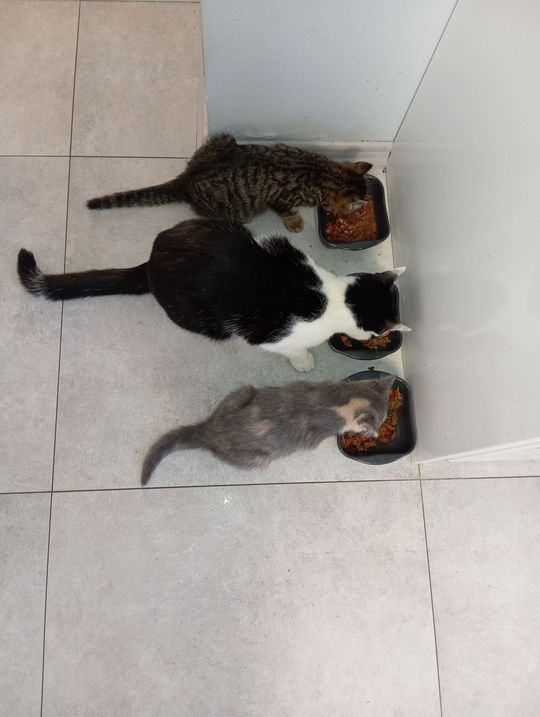 Piękne kociaki naszych Czytelników [GALERIA ZDJĘĆ]