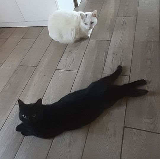 Piękne kociaki naszych Czytelników [GALERIA ZDJĘĆ]