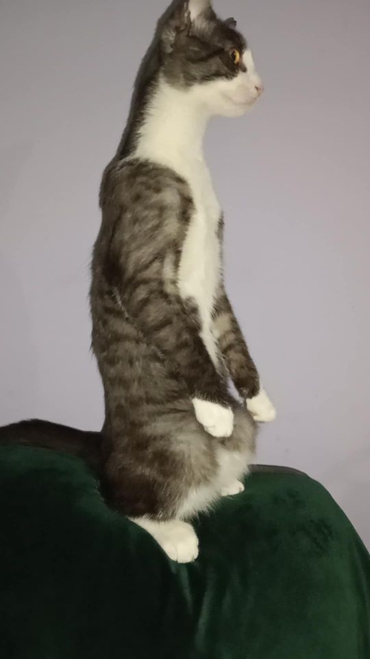 Piękne kociaki naszych Czytelników [GALERIA ZDJĘĆ]