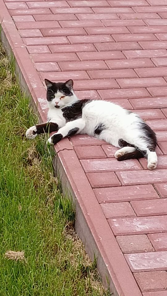 Piękne kociaki naszych Czytelników [GALERIA ZDJĘĆ]