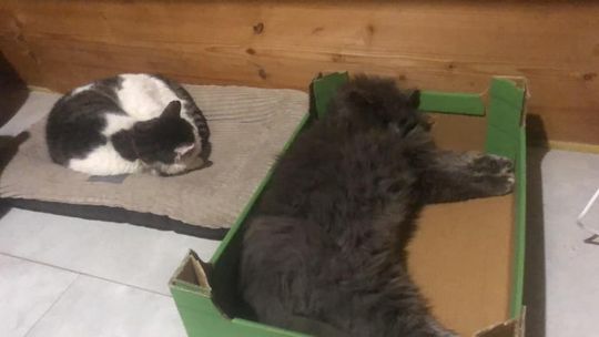 Piękne kociaki naszych Czytelników [GALERIA ZDJĘĆ]