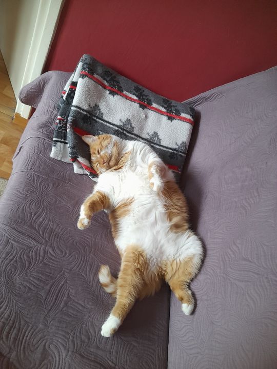 Piękne kociaki naszych Czytelników [GALERIA ZDJĘĆ]