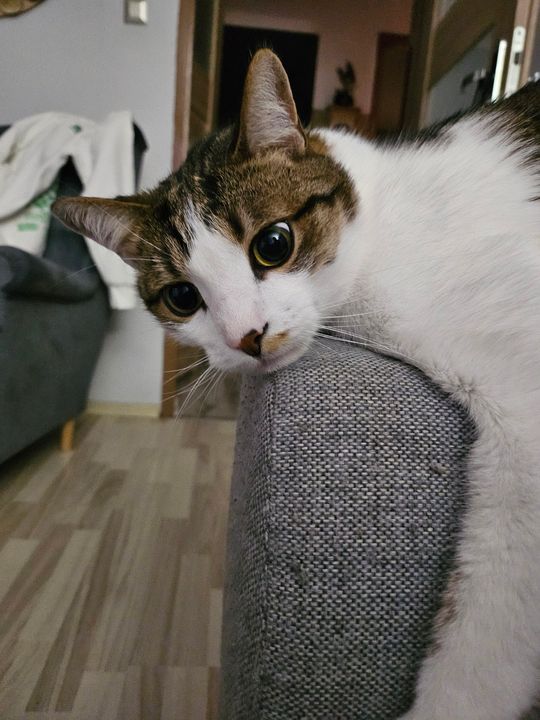 Piękne kociaki naszych Czytelników [GALERIA ZDJĘĆ]