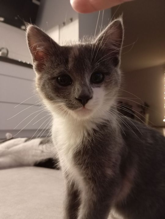 Piękne kociaki naszych Czytelników [GALERIA ZDJĘĆ]