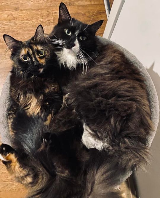 Piękne kociaki naszych Czytelników [GALERIA ZDJĘĆ]