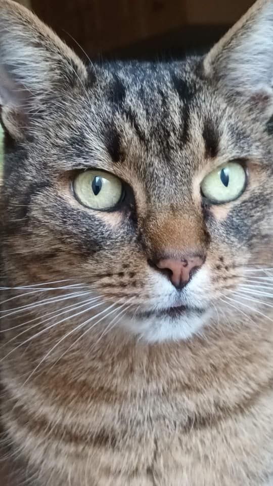 Piękne kociaki naszych Czytelników [GALERIA ZDJĘĆ]