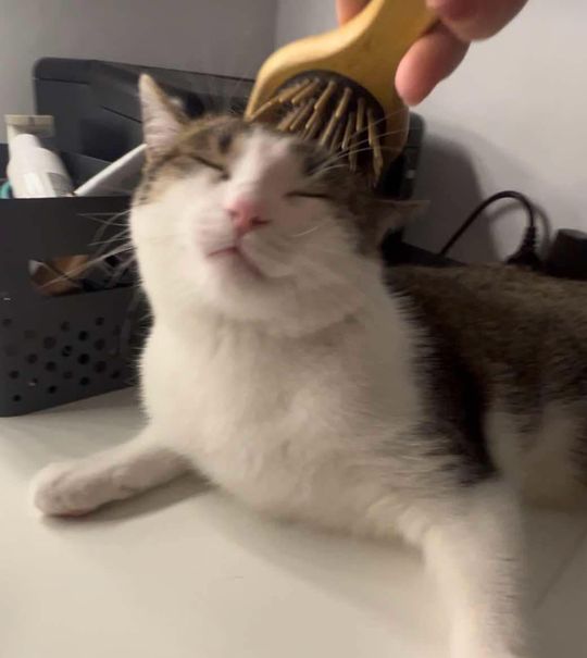 Piękne kociaki naszych Czytelników [GALERIA ZDJĘĆ]