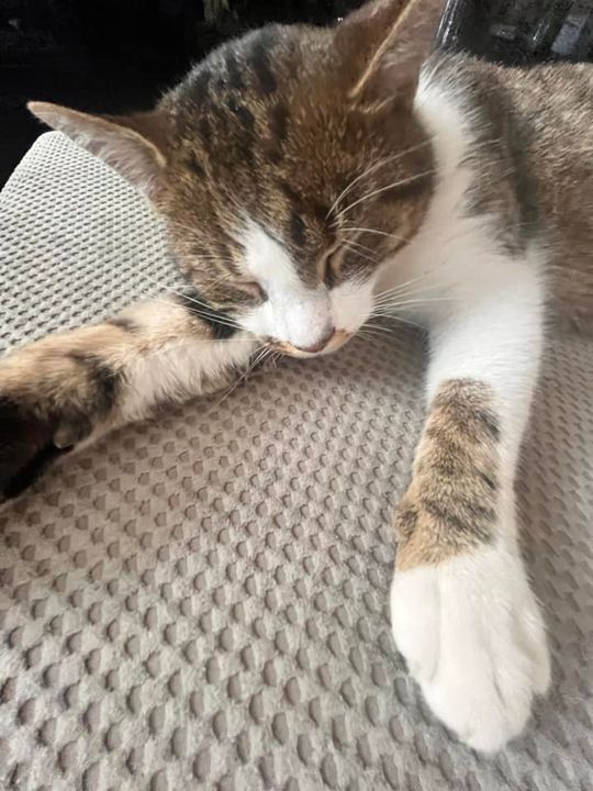 Piękne kociaki naszych Czytelników [GALERIA ZDJĘĆ]