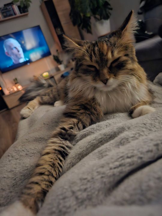 Piękne kociaki naszych Czytelników [GALERIA ZDJĘĆ]