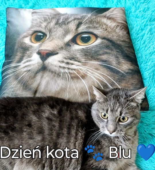 Piękne kociaki naszych Czytelników [GALERIA ZDJĘĆ]