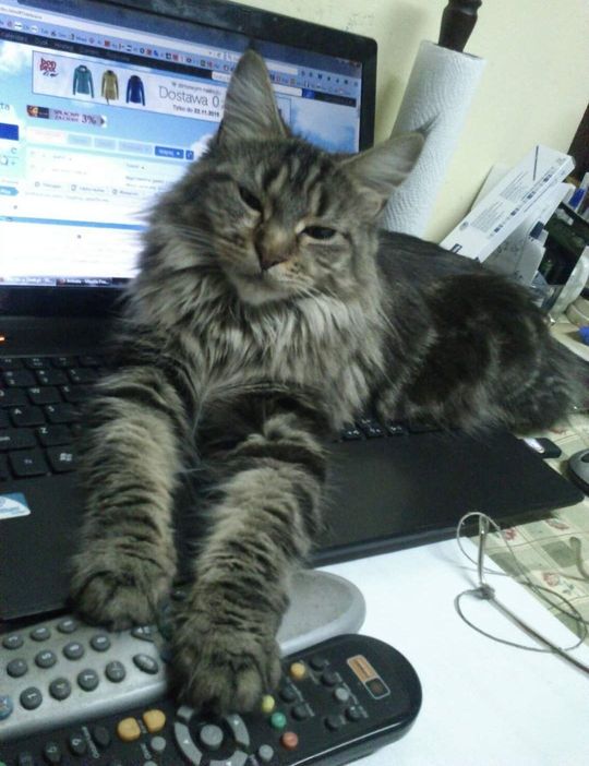 Piękne kociaki naszych Czytelników [GALERIA ZDJĘĆ]