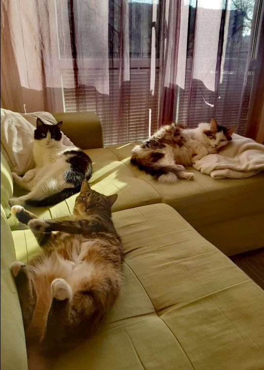 Piękne kociaki naszych Czytelników [GALERIA ZDJĘĆ]