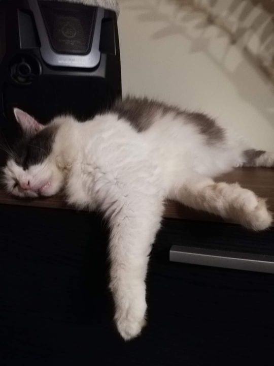 Piękne kociaki naszych Czytelników [GALERIA ZDJĘĆ]