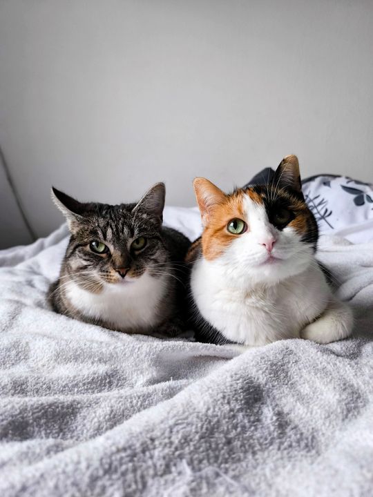 Piękne kociaki naszych Czytelników [GALERIA ZDJĘĆ]