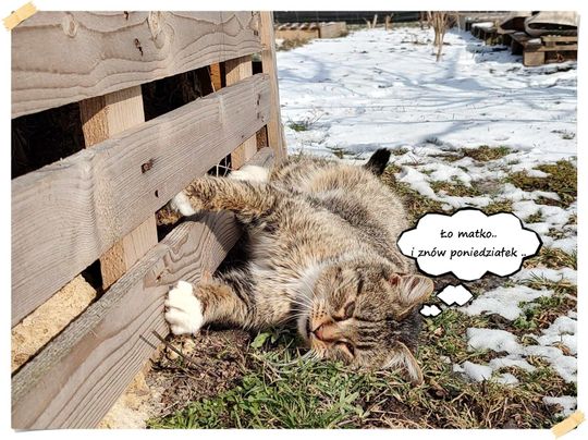 Piękne kociaki naszych Czytelników [GALERIA ZDJĘĆ]