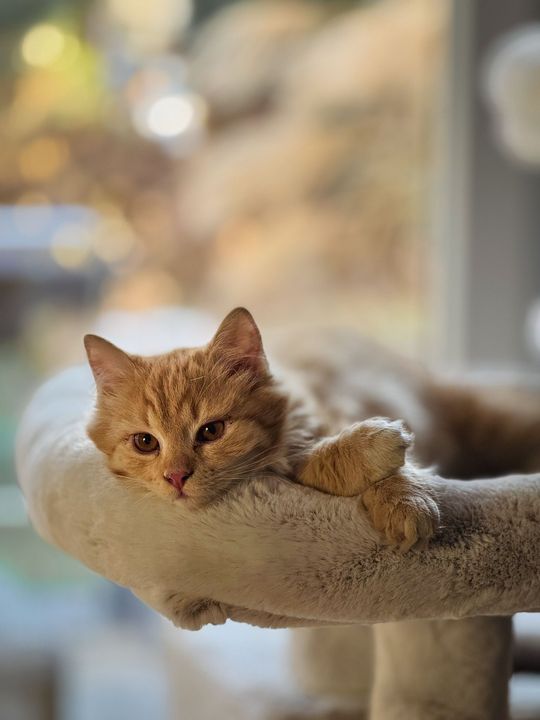 Piękne kociaki naszych Czytelników [GALERIA ZDJĘĆ]