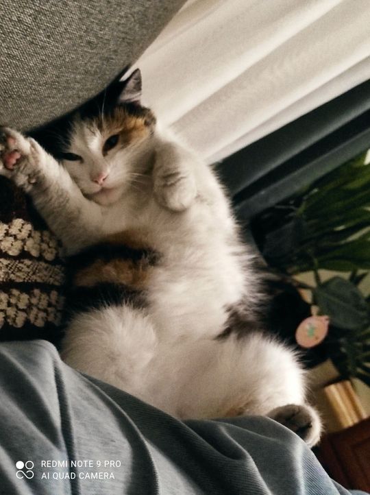 Piękne kociaki naszych Czytelników [GALERIA ZDJĘĆ]