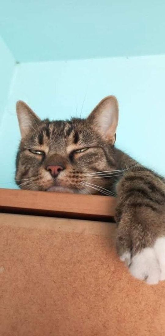 Piękne kociaki naszych Czytelników [GALERIA ZDJĘĆ]