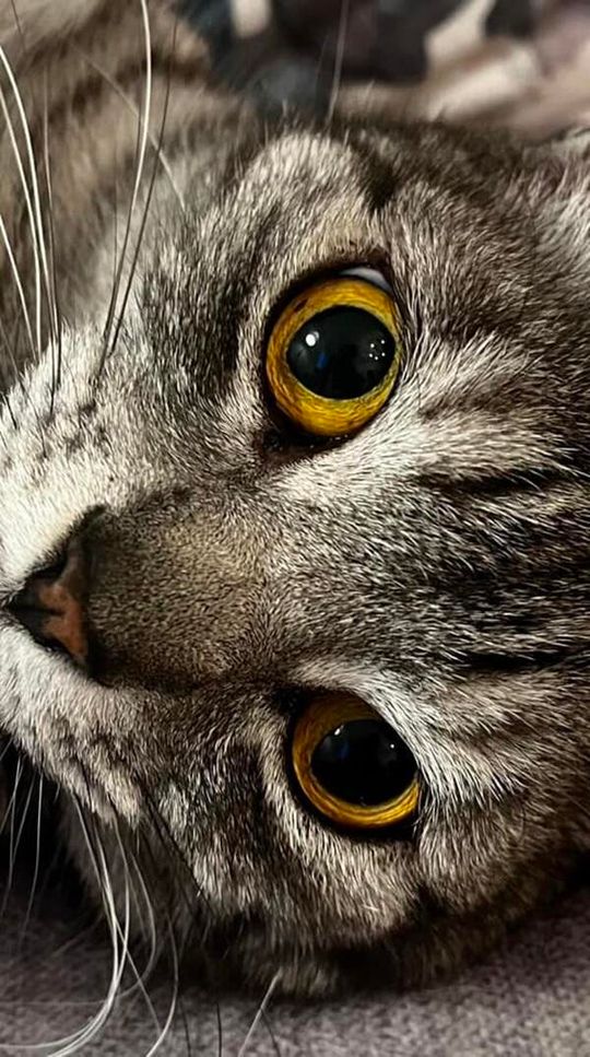 Piękne kociaki naszych Czytelników [GALERIA ZDJĘĆ]