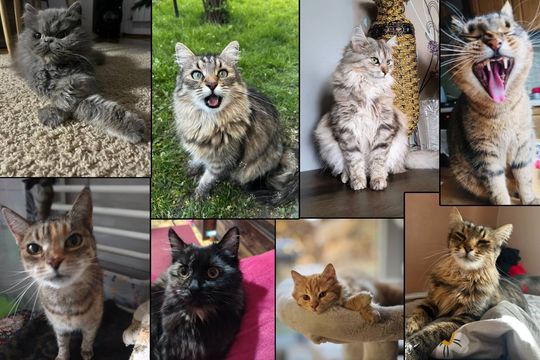 Piękne kociaki naszych Czytelników [GALERIA ZDJĘĆ]