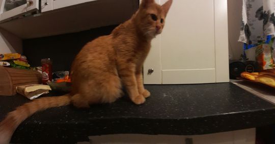 Piękne kociaki naszych Czytelników [GALERIA ZDJĘĆ]