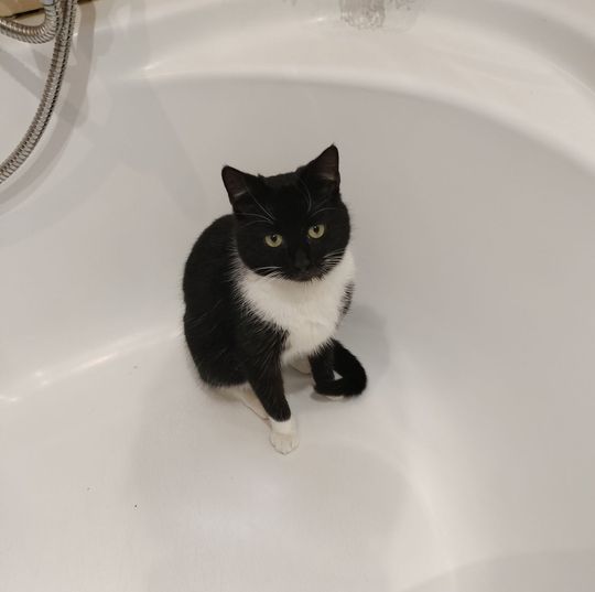 Piękne kociaki naszych Czytelników [GALERIA ZDJĘĆ]