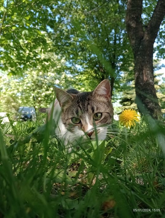 Piękne kociaki naszych Czytelników [GALERIA ZDJĘĆ]