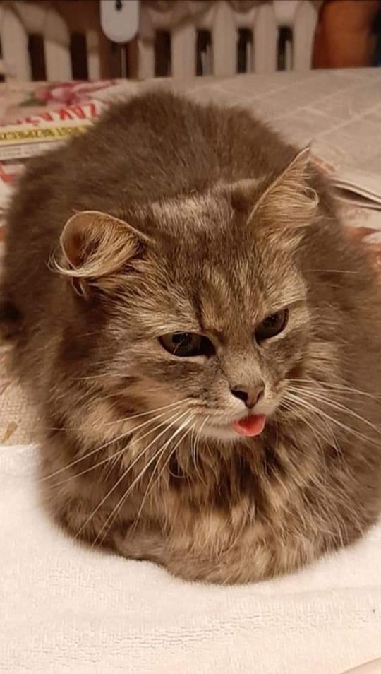 Piękne kociaki naszych Czytelników [GALERIA ZDJĘĆ]