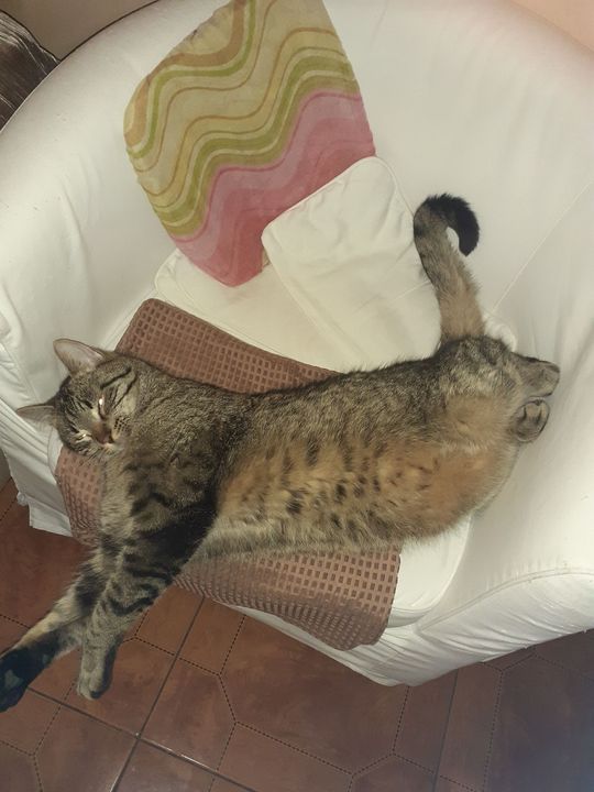 Piękne kociaki naszych Czytelników [GALERIA ZDJĘĆ]