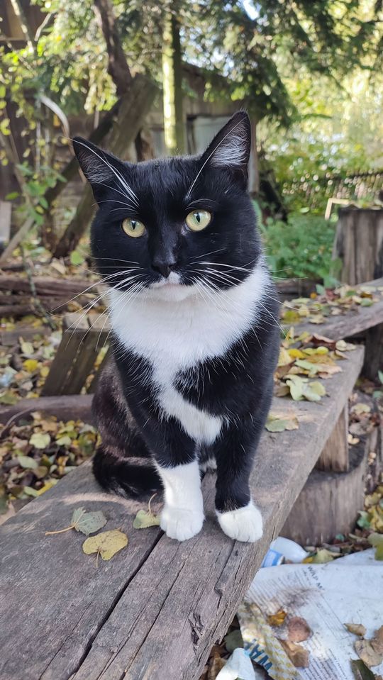 Piękne kociaki naszych Czytelników [GALERIA ZDJĘĆ]