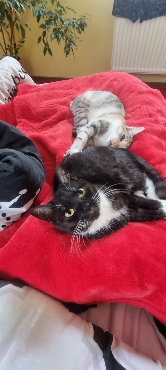 Piękne kociaki naszych Czytelników [GALERIA ZDJĘĆ]